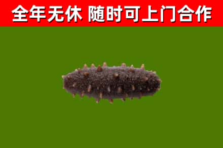 郾城区回收海参干
